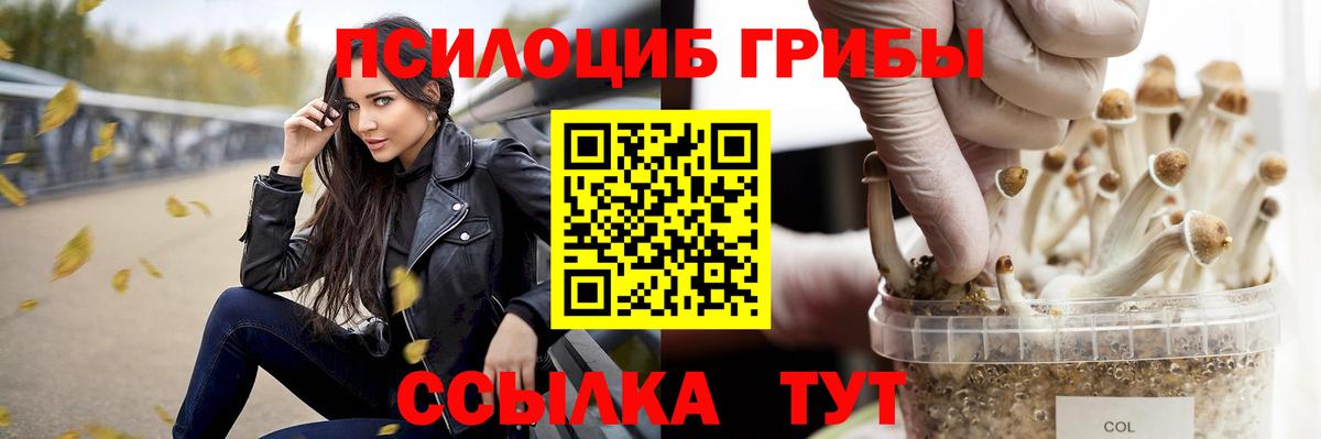 Галлюциногенные грибы Psilocybe Новочебоксарск